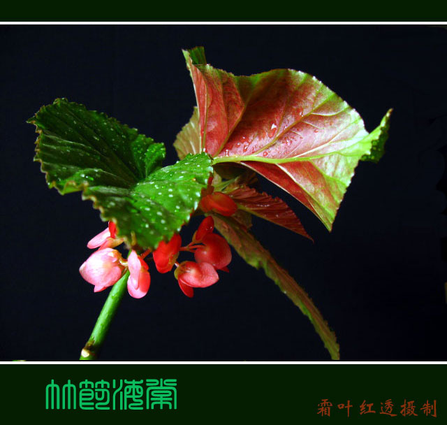 ��(bi��o) �}:���x�͵ȣ����������еę�(qu��n)�������c�ƶ��ؘ�(g��u)
�� �ߣ����x��
�� ��:2015-06-24 17:23:38
�c(di��n) ��:3023