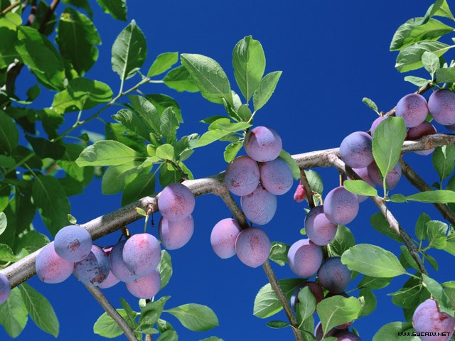 ��(bi��o) �}:���l(xi��ng)���ǰ;�����A��s
�� �ߣ��Rѩ�� 񘽨��
�� ��:2007-11-13 23:16:56
�c(di��n) ��:898