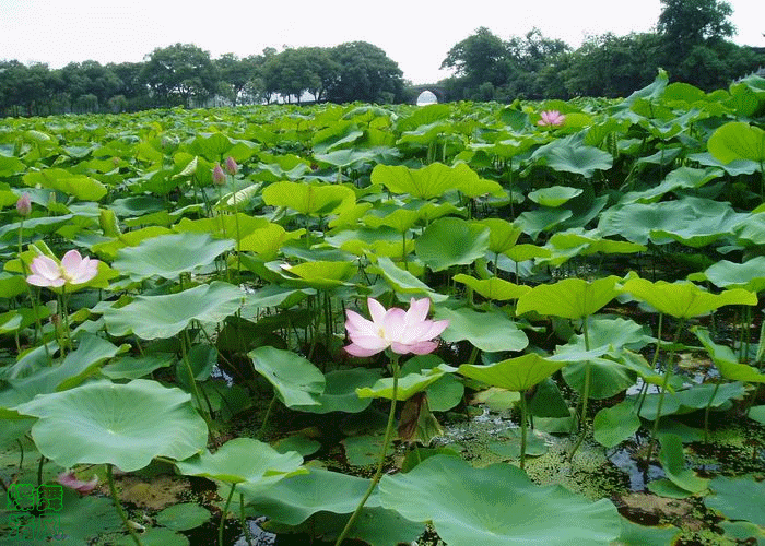 ��(bi��o) �}:��ѩ�أ�������^(q��)�����P(gu��n)ϵ���|(zh��)�о�
�� �ߣ���ѩ��
�� ��:2021-01-03 19:43:58
�c ��:10997