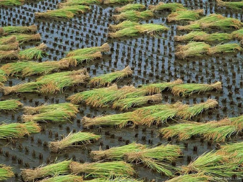 ��(bi��o) �}:ꐰط壺�������D(zhu��n)���r(n��ng)���A�ӷֻ���Ӱ�
�� �ߣ�ꐰط�
�� ��:2009-09-23 23:28:20
�c(di��n) ��:3813