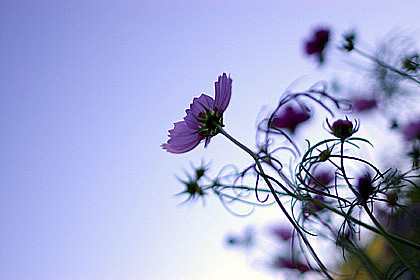 ��(bi��o) �}:κ���գ��@һ�����ǹ�С؜��֪�R����������һ��
�� �ߣ�κ����
�� ��:2015-05-25 08:42:32
�c(di��n) ��:3470