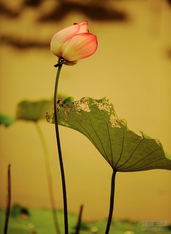 �A�пƼ���W(xu��)�Ї�(gu��)�l(xi��ng)�������о�����2012������{(di��o)����댣�}